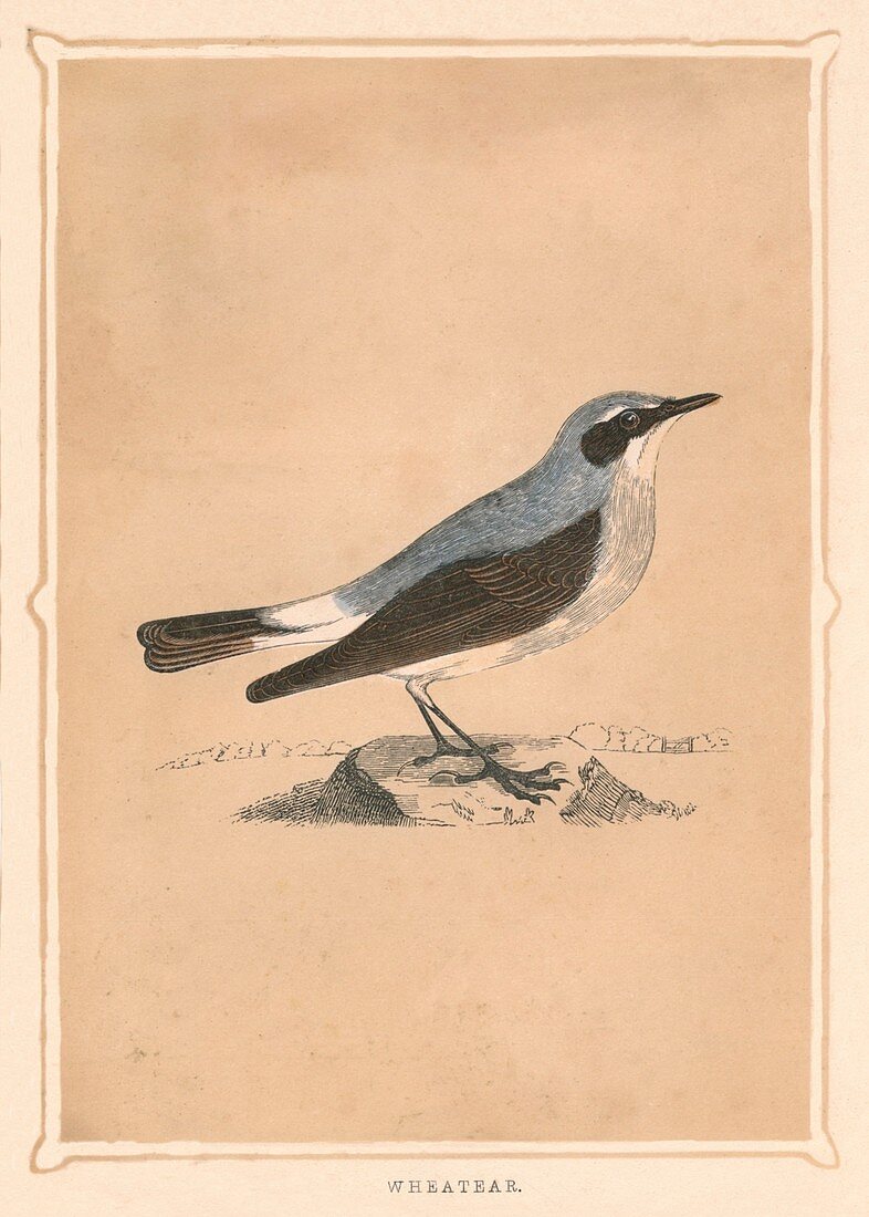 Wheatear, (Oenanthe), c1850, (1856)