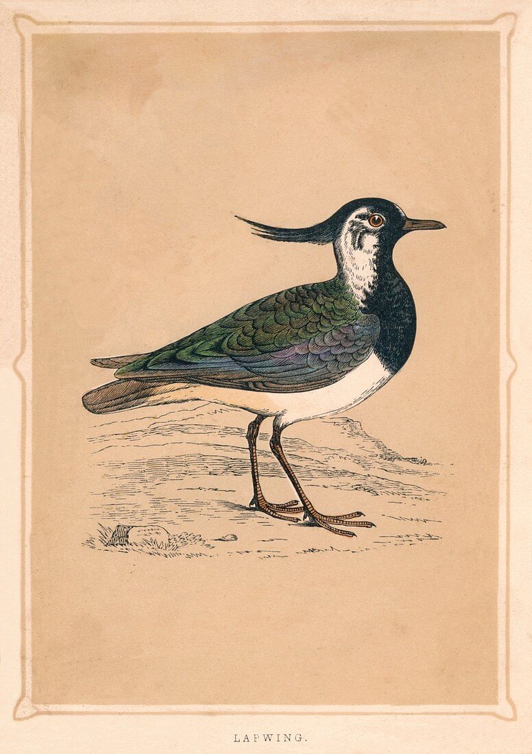 Lapwing, (Vanellus vanellus), c1850, (1856)