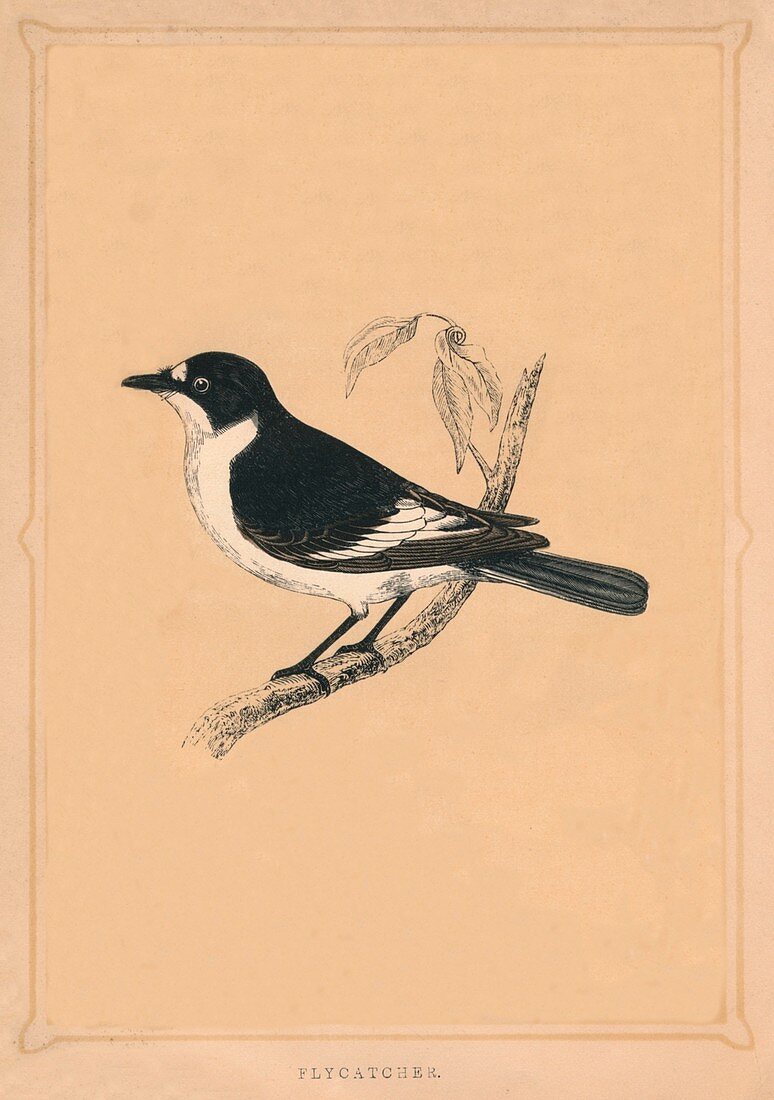 Flycatcher, (Muscicapidae), c1850, (1856)