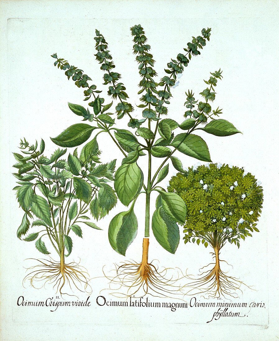 Holy Basil, and Two Further Varieties of Basil