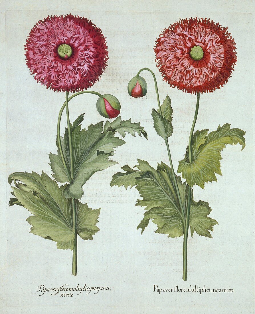 Poppies, from 'Hortus Eystettensis'