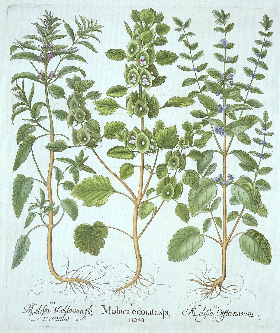 Three Types of Balm, from 'Hortus Eystettensis'