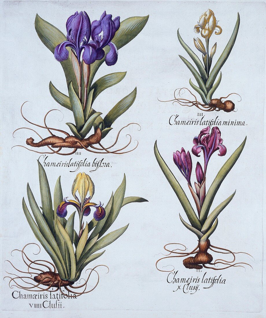 Dwarf Bearded Irises