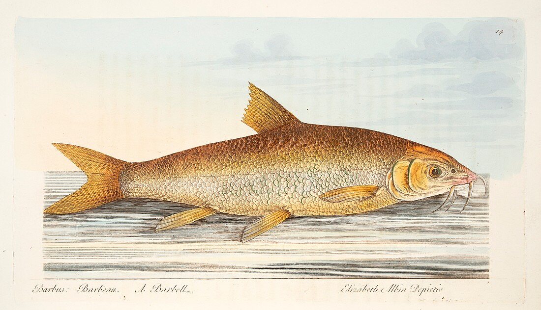 Barbel, from A Treatise on Fish and Fish-ponds, 1832