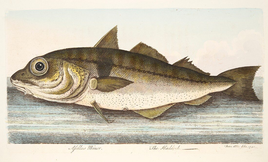 Haddock, from A Treatise on Fish and Fish-ponds, 1832