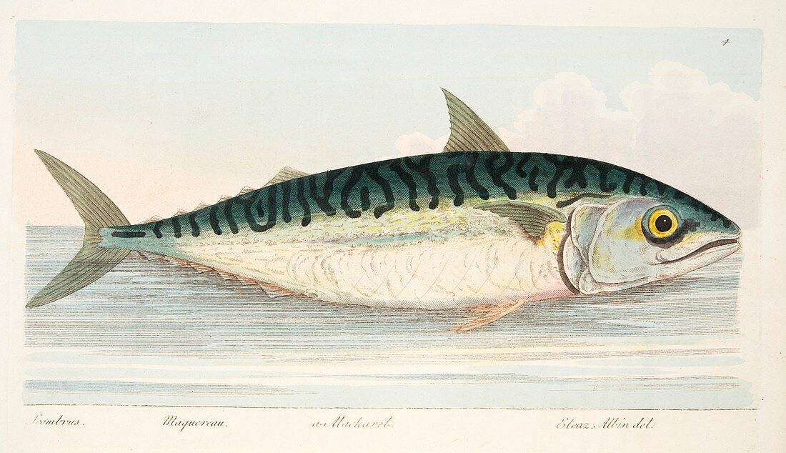 Mackerel, from A Treatise on Fish and Fish-ponds, 1832