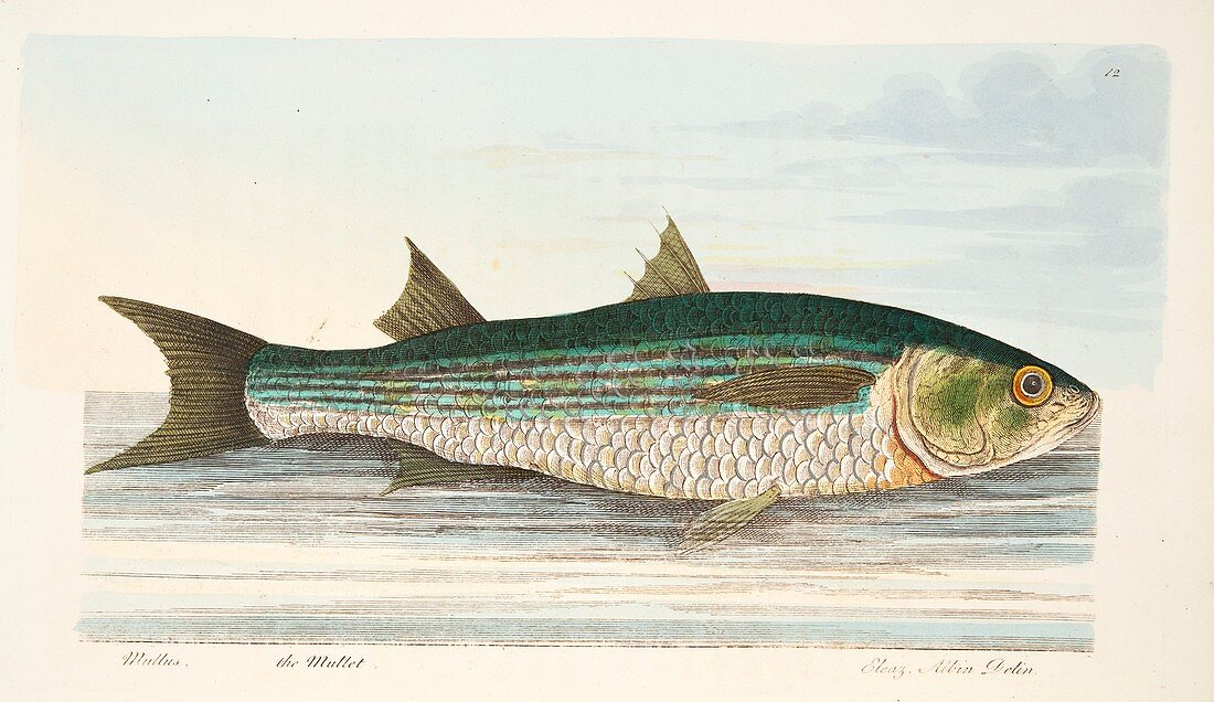 Mullet, from A Treatise on Fish and Fish-ponds, 1832