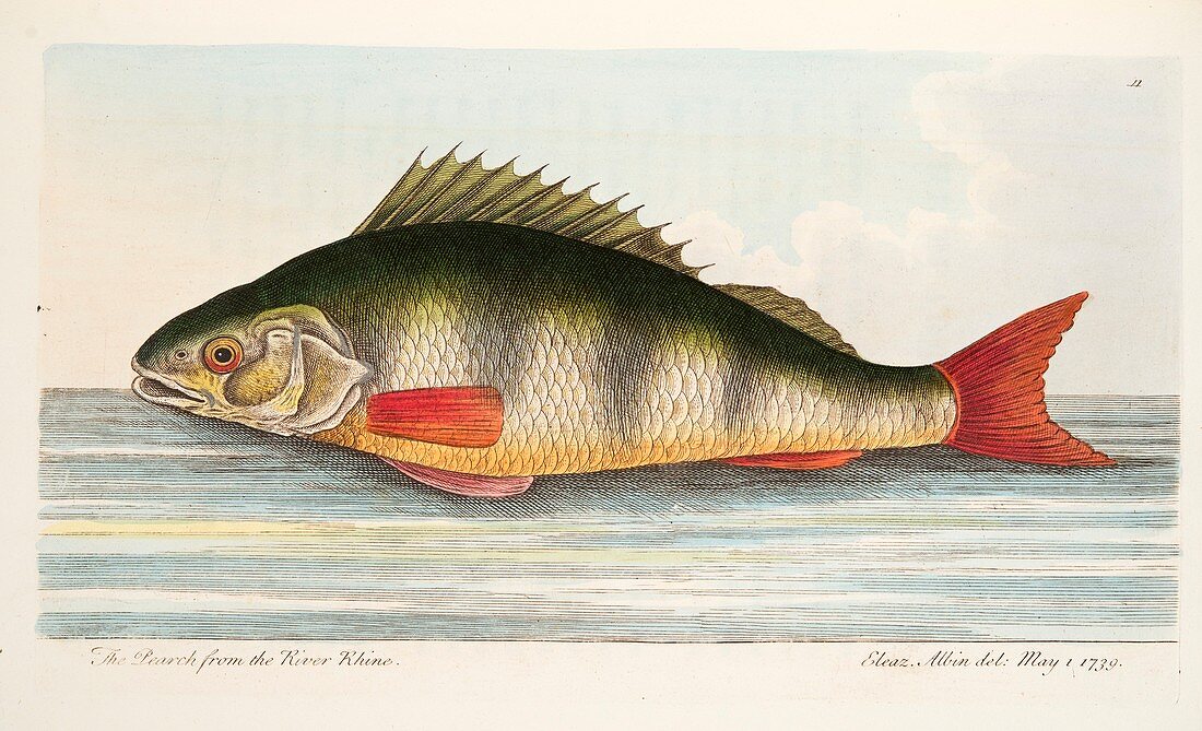 Pearch, from A Treatise on Fish and Fish-ponds, 1832