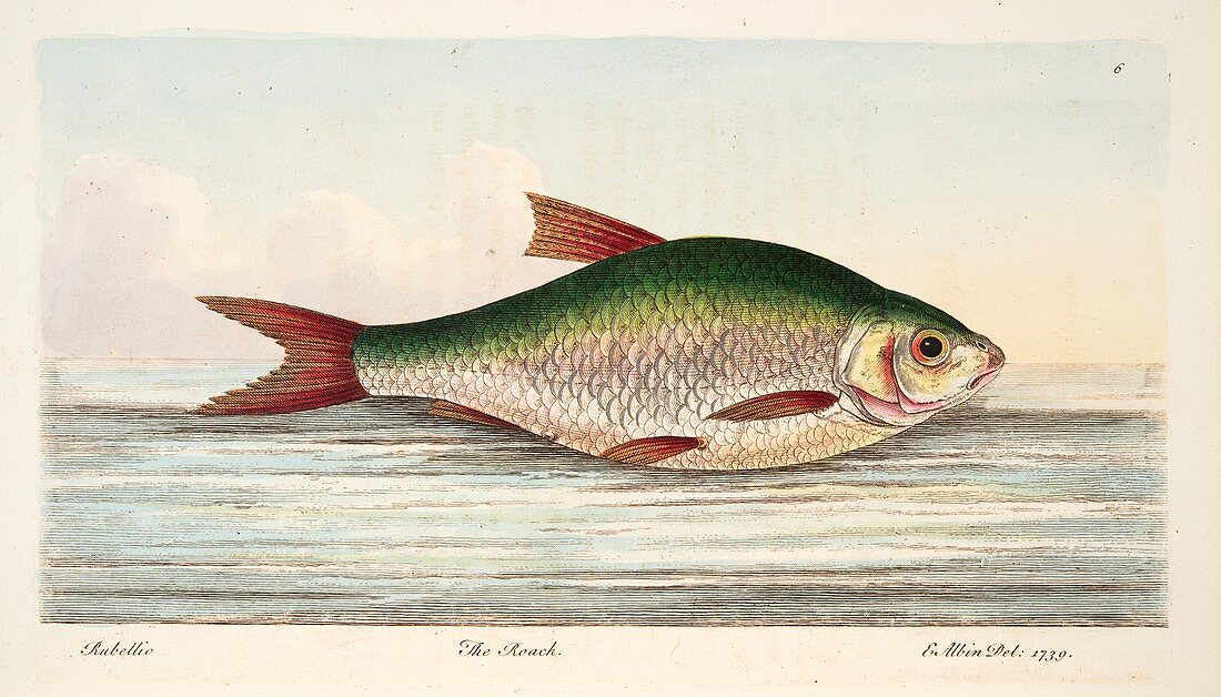 The Roach, from A Treatise on Fish and Fish-ponds, 1832