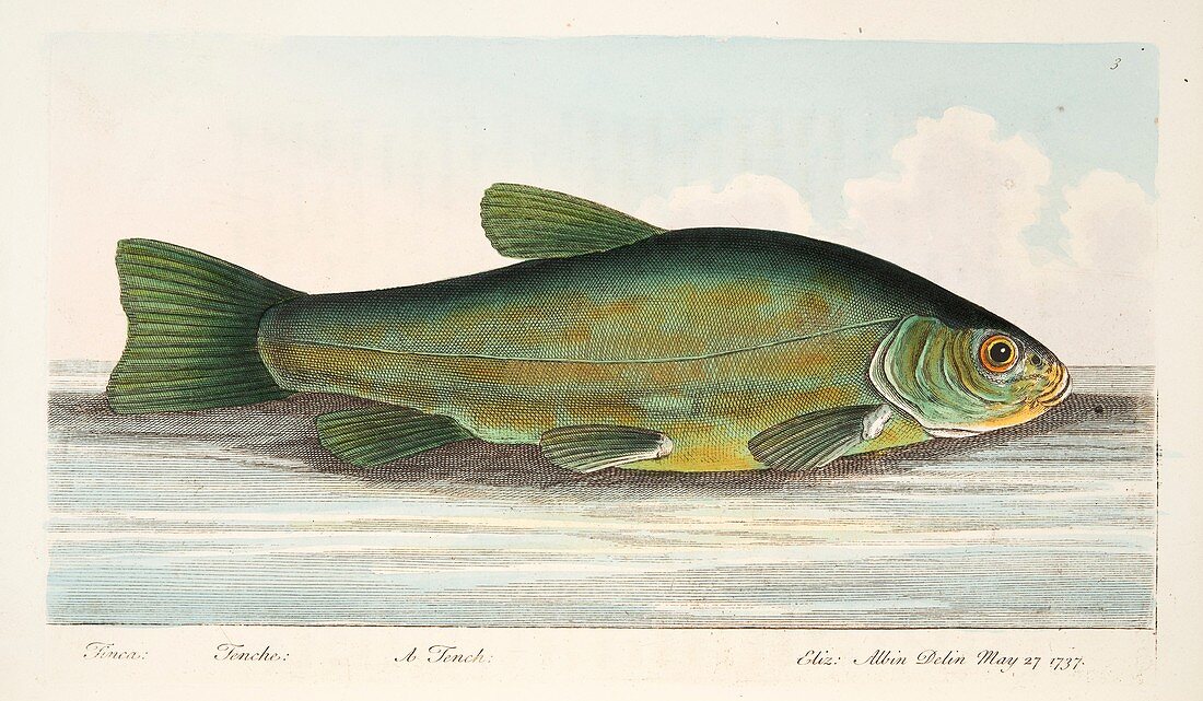 The Tench, from A Treatise on Fish and Fish-ponds, 1832