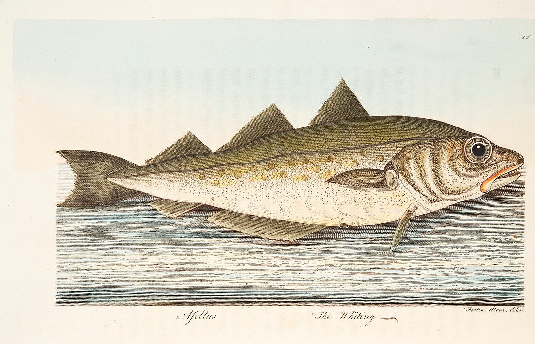 Whiting, from A Treatise on Fish and Fish-ponds, 1832