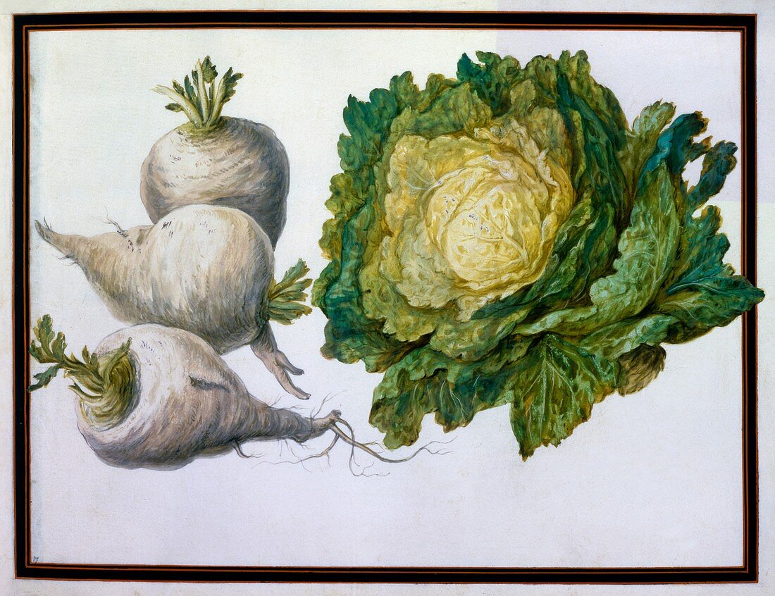 Turnip, Cabbage