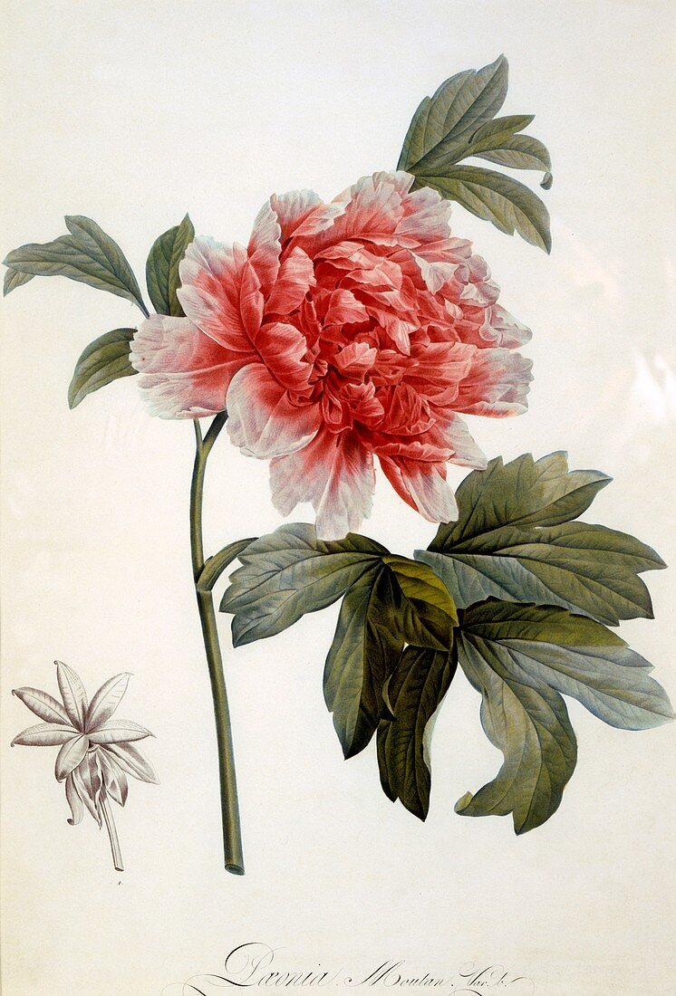 Paeonia Moutan, 1799