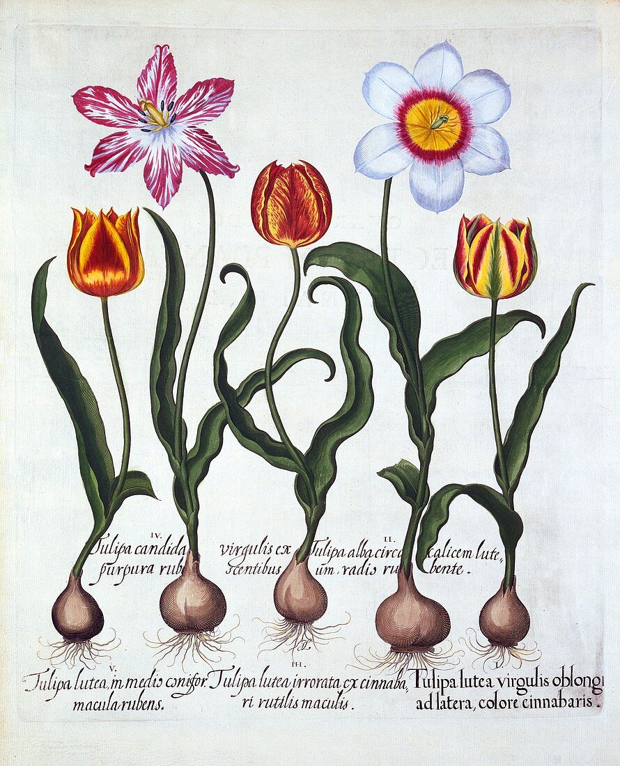 Five Tulips, from 'Hortus Eystettensis'