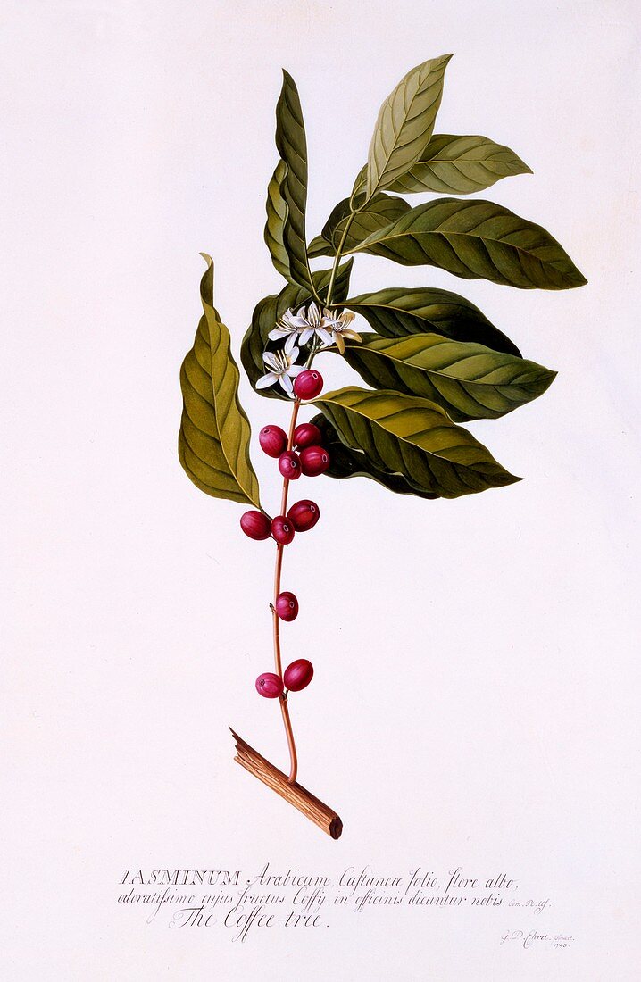 The Coffee Tree, c1743