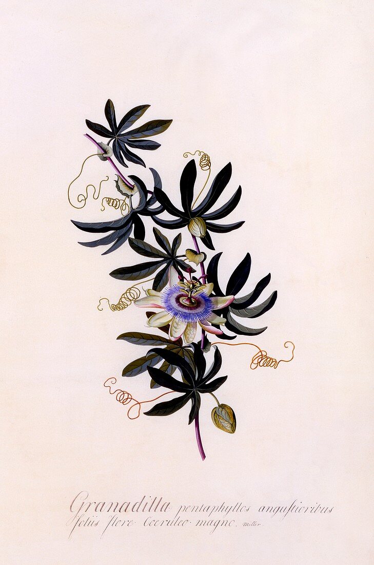 Passiflora Granadilla, c1745