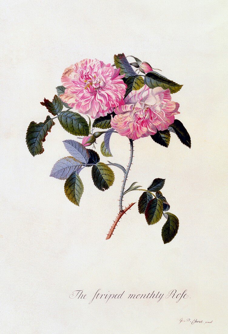 The Striped Monthly Rose, c1745