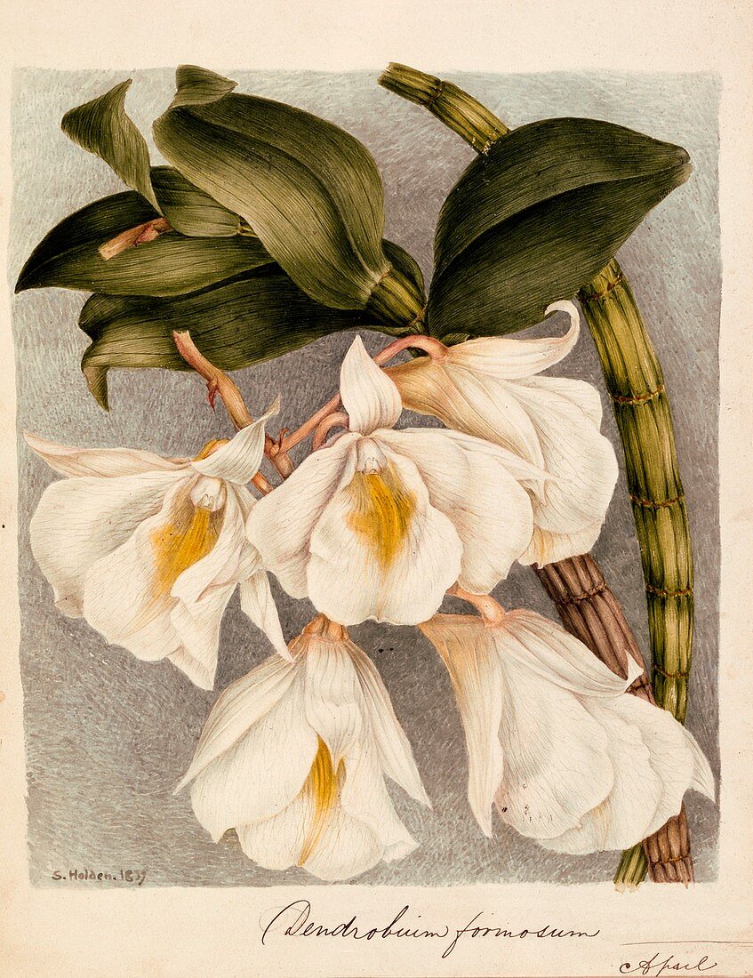 Dendrobium Formosum, c1839