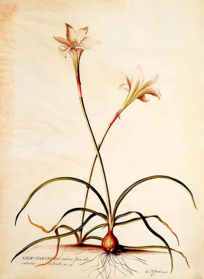 Lilio Narcissus, c1745