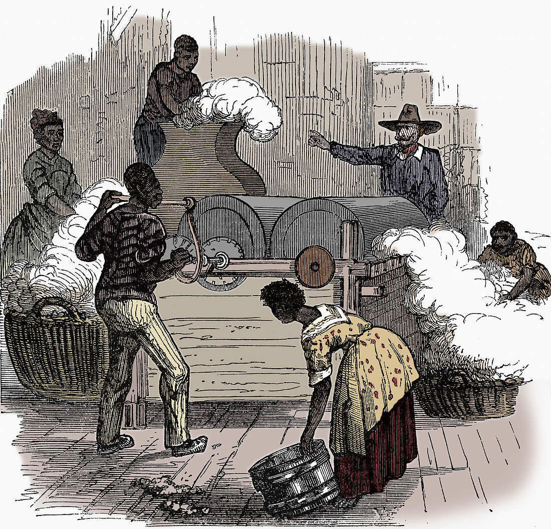 Slave labour on a cotton plantation, 1860