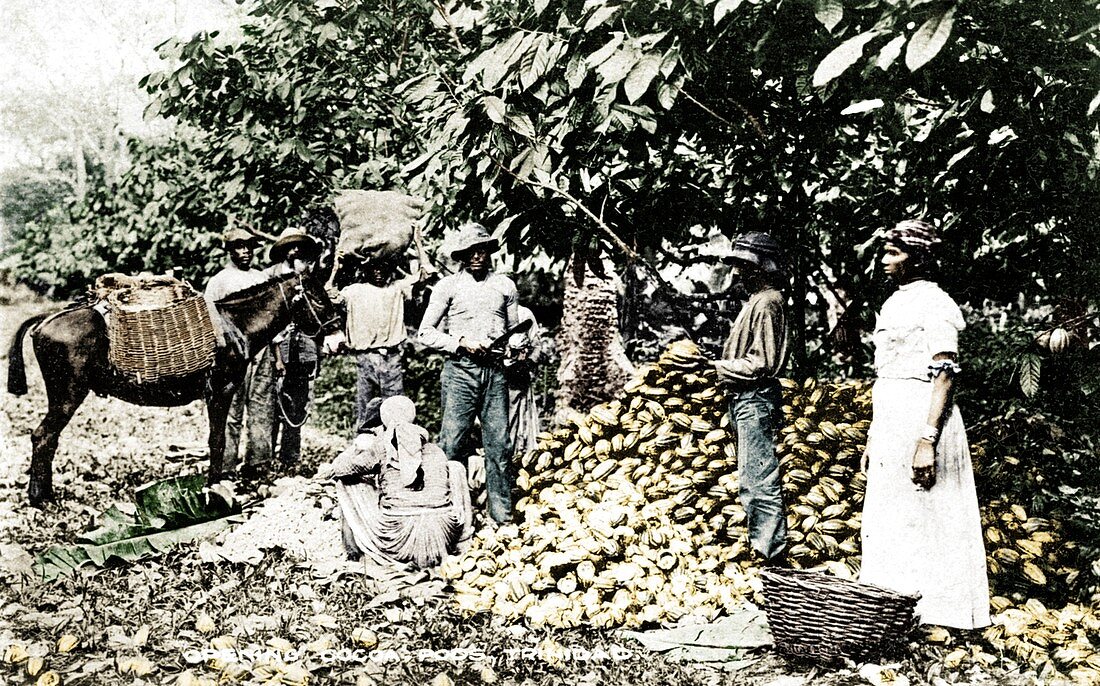Opening cocoa pods, Trinidad, Trinidad and Tobago, c1900s
