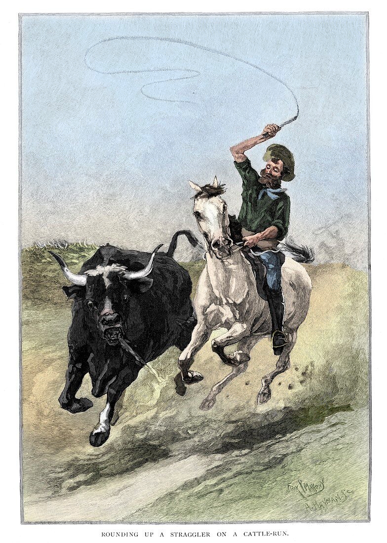 Rounding Up A Straggler On A Cattle Run, Australia, 1886