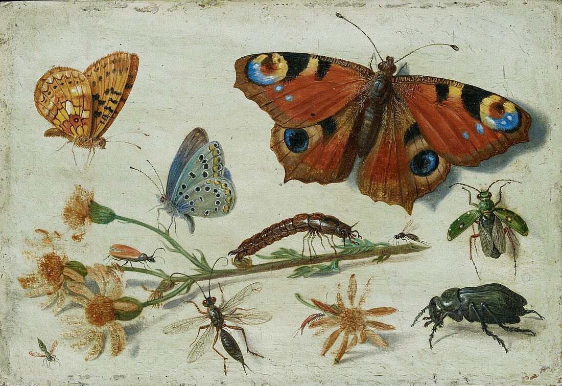 Three Butterflies, a Beetle and other Insect, early 1650s