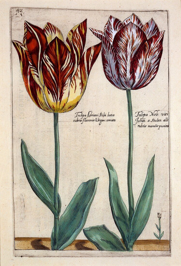 Tulips (Tulipa Adriani Bilsi and Tulipa Nob viri), c1614