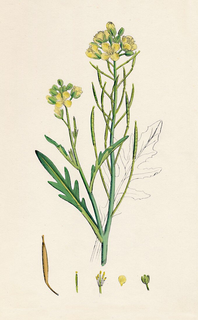 Brassica tenuifolia Wall rocket, 19th Century
