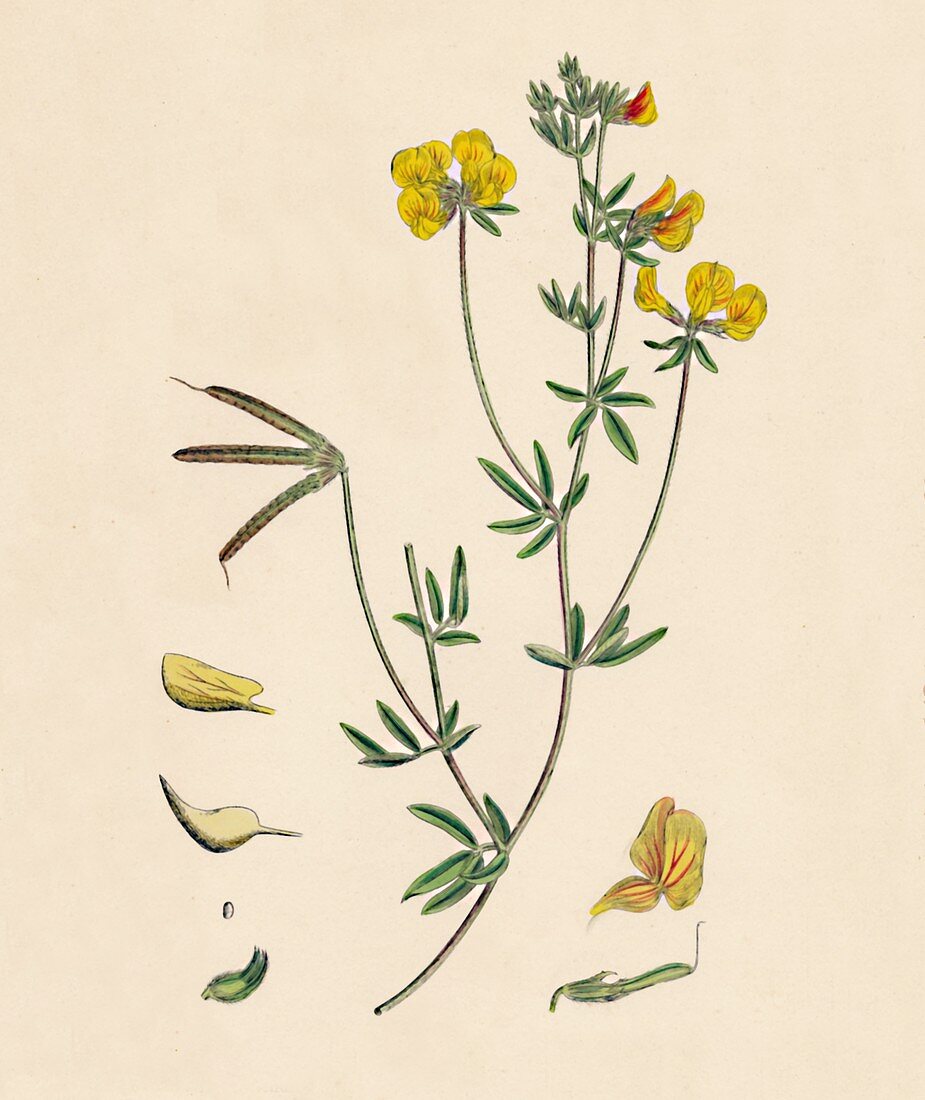 'Lotus tenius Slender Bird's-foot Trefoil', 19th Century