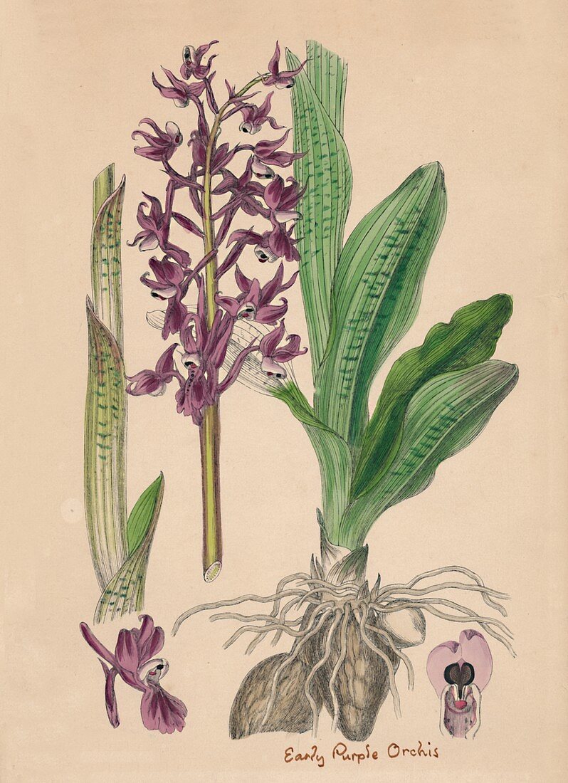 Orchis mascula Early purple Orchis, 19th Century