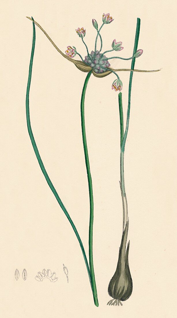Field Garlic (Allium oleraceum, var genuinum)