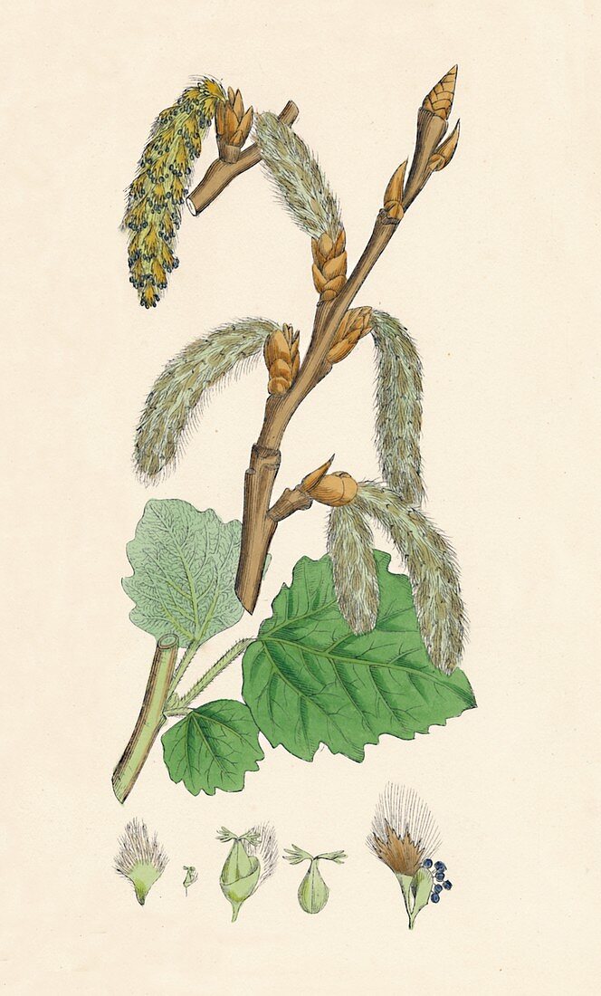 Populus canescens Gray Poplar, 19th Century