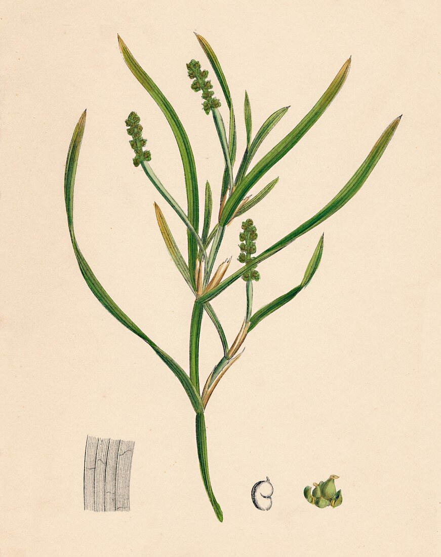 Grass-wrack-leaved Pondweed, 19th Century