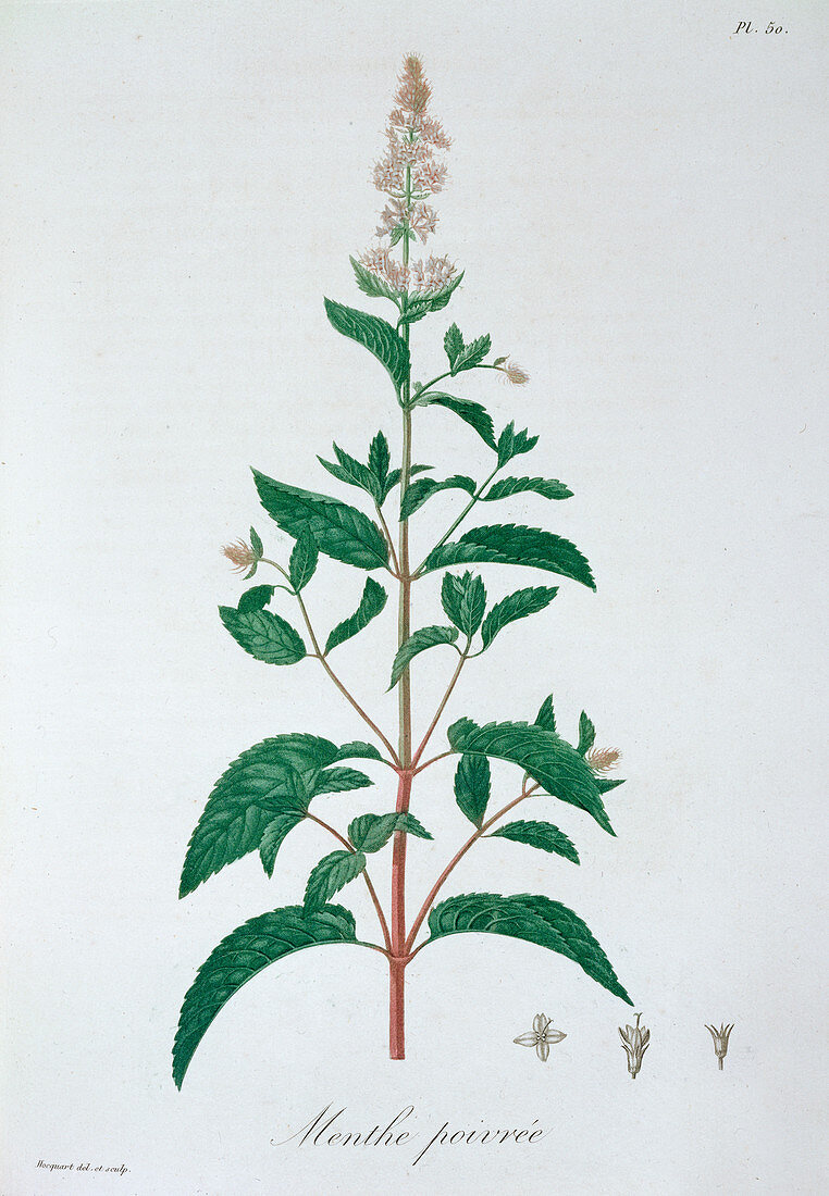 Peppermint, 1821