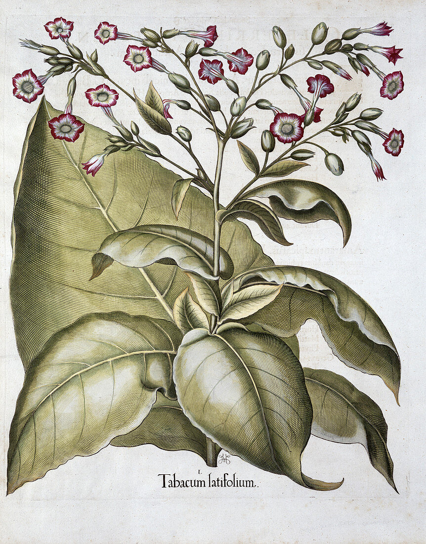 Tobacco plant, 1613