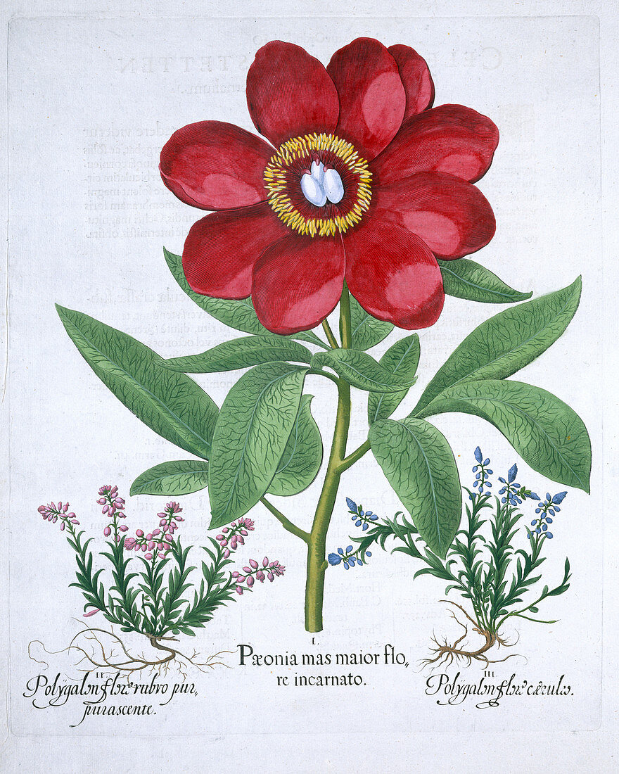 Peony and two polygalons, 1613