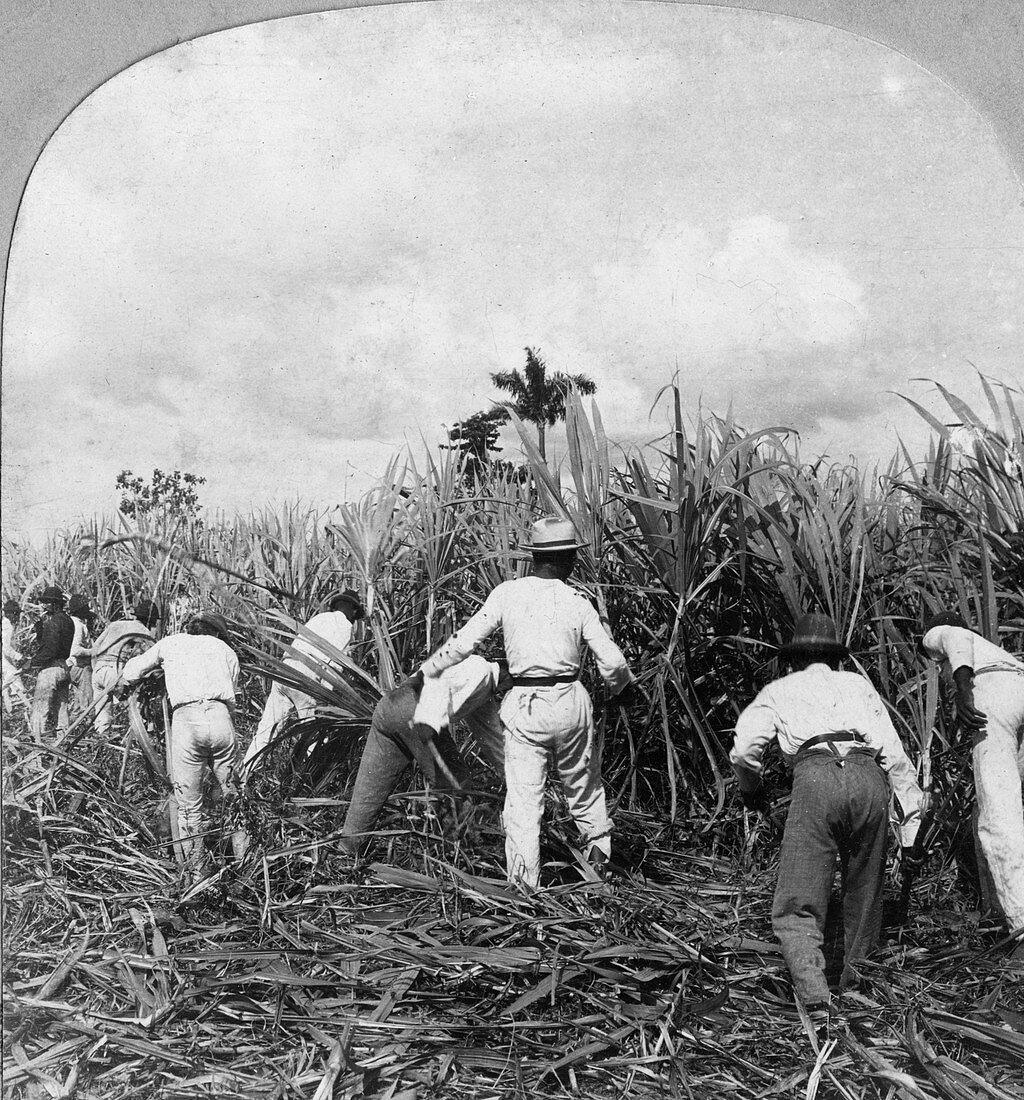 Harvesting sugar cane, Rio Pedro, Porto Rico, 1900