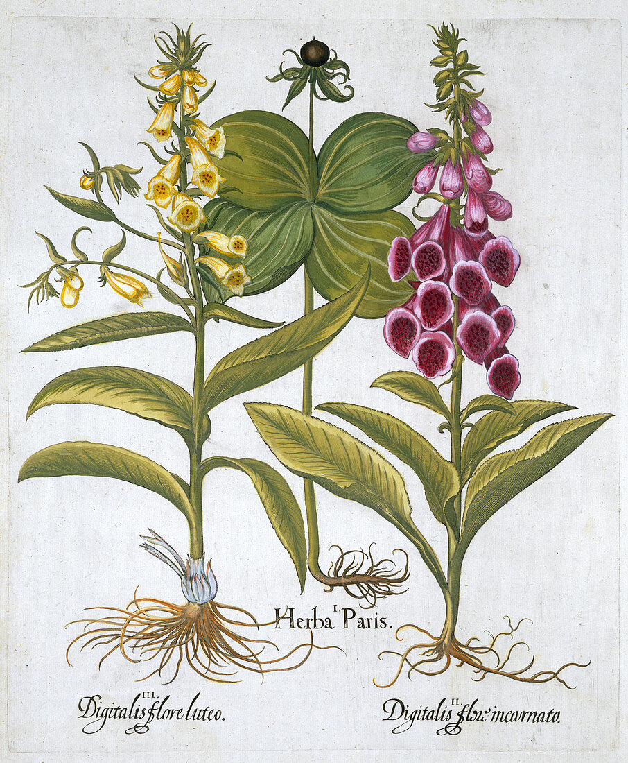 Herb Paris, Common Foxglove, Yellow Foxglove