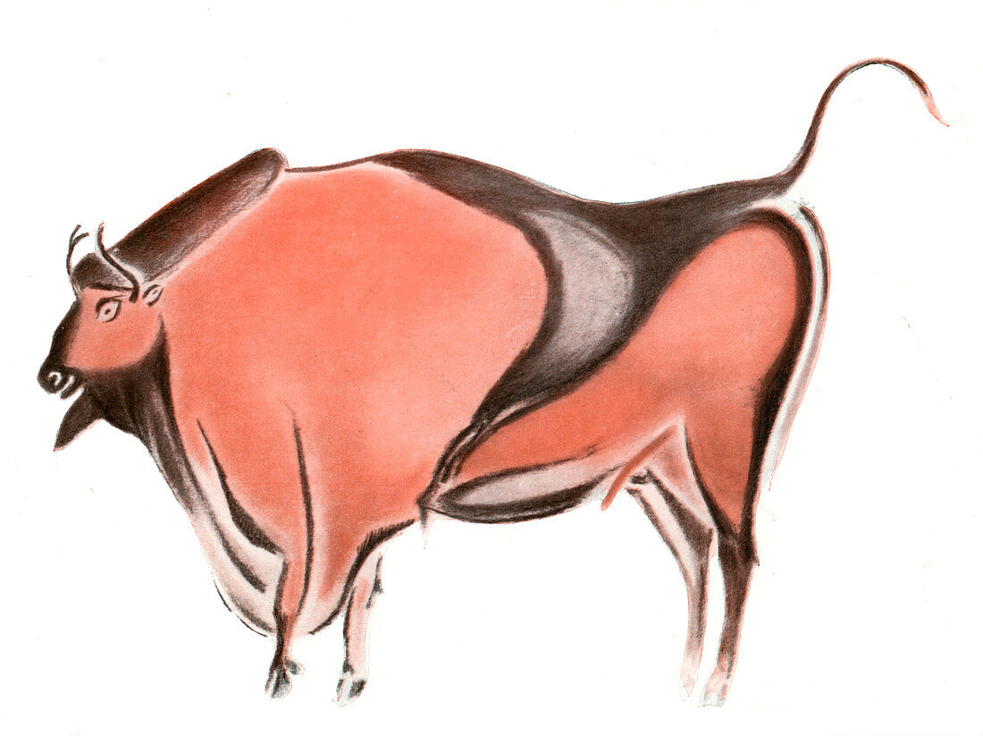 Cave painting of a bison from the Altamira cave, Spain