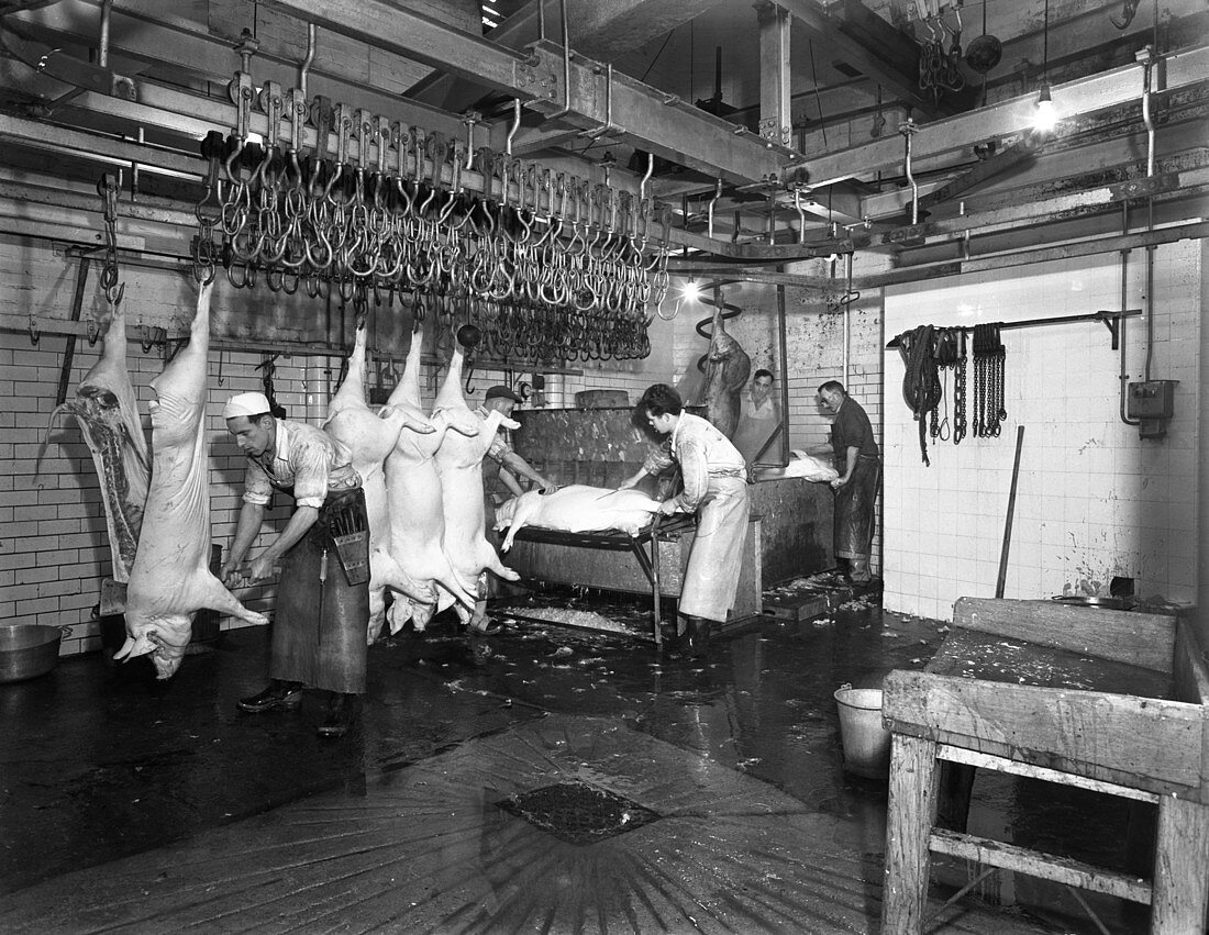 Butchery factory, Rawmarsh, South Yorkshire, 1955