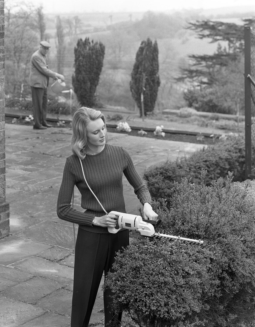 Woman using Stanley electric garden shears, 1965