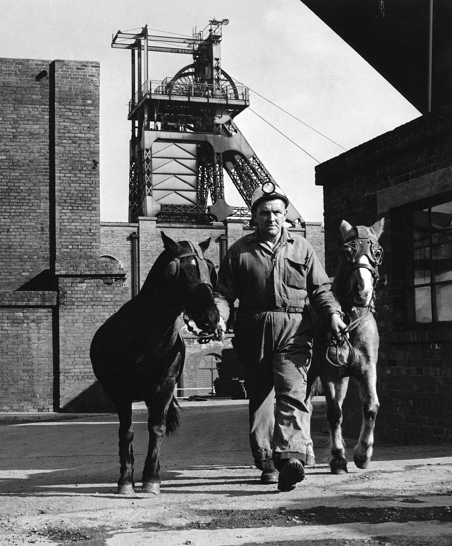Pit ponies, South Yorkshire, 1967