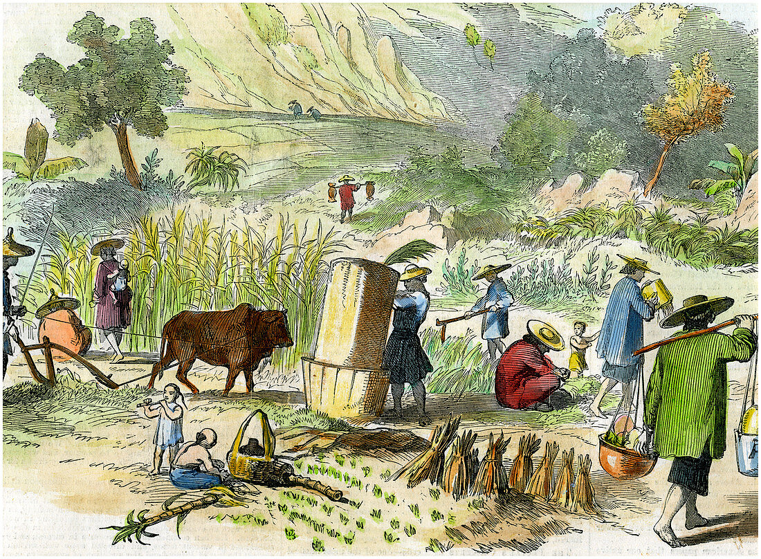Chinese harvest, Hong Kong, c1875