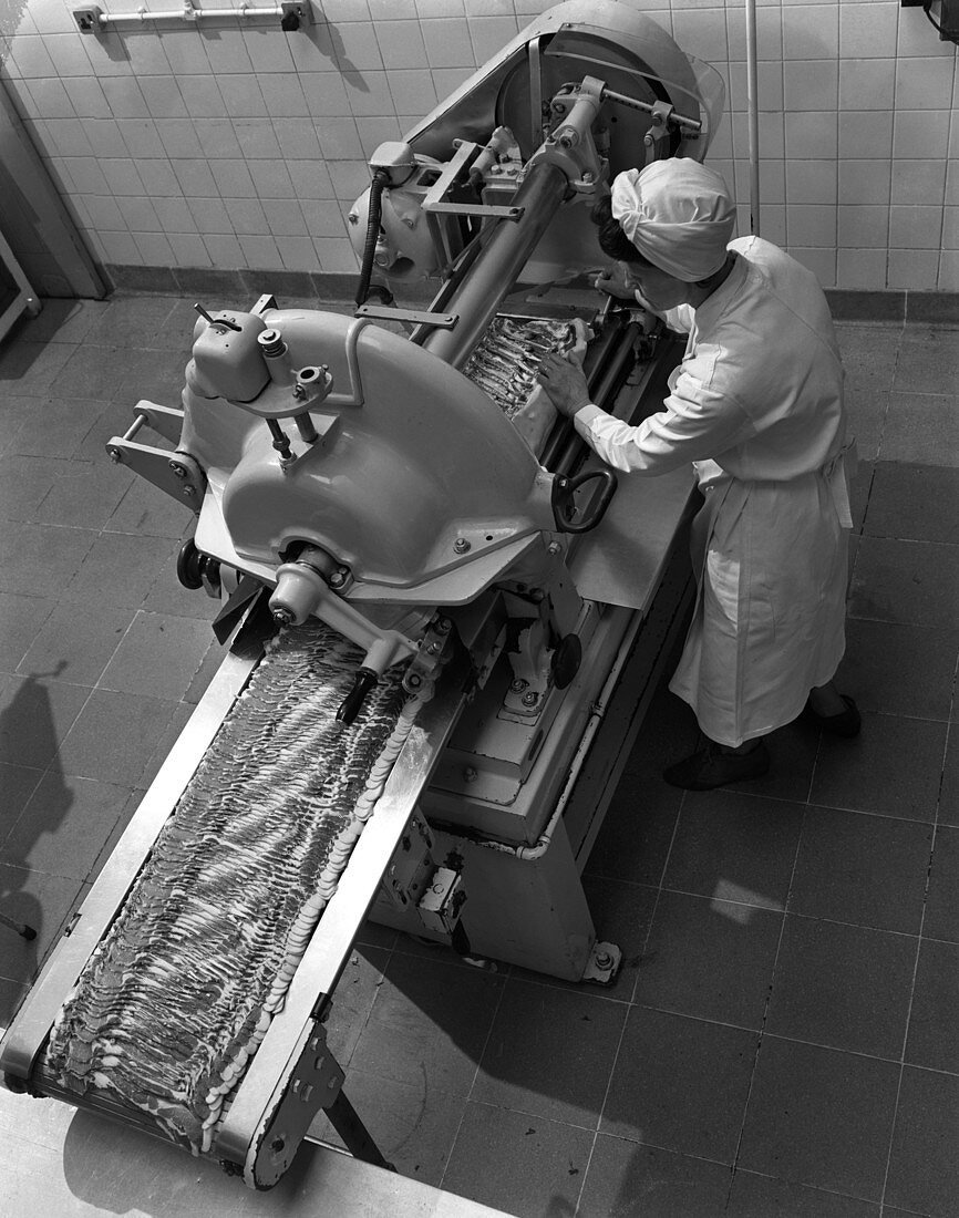 Bacon slicing machine, 1964