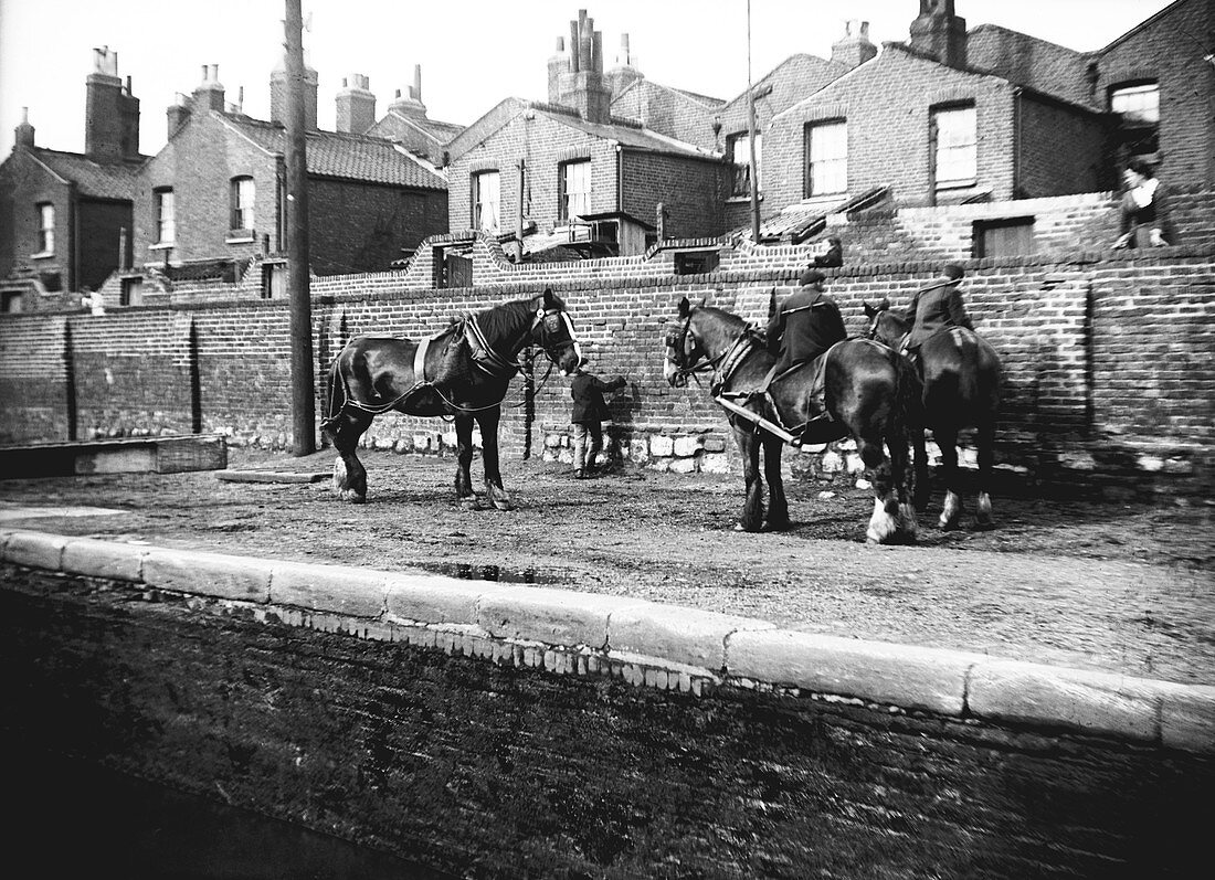 Horses resting by the side of a canal, London, c1905