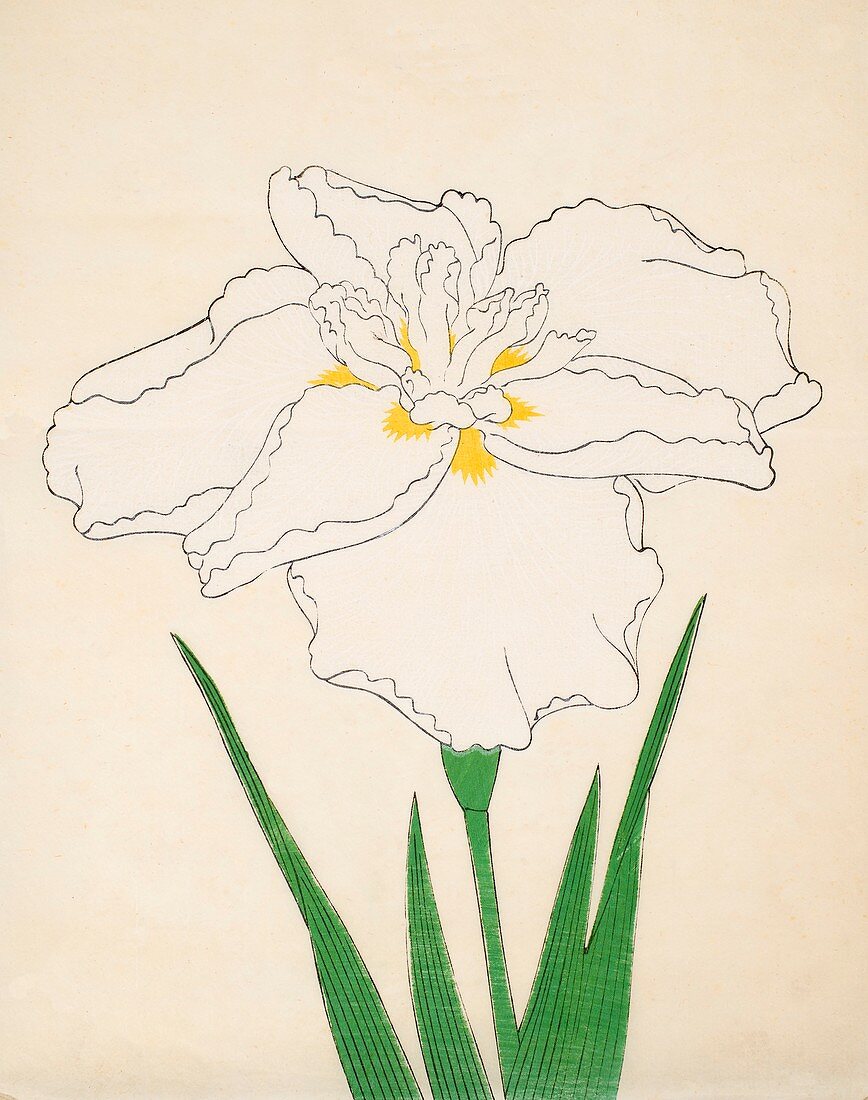 Bandai-No-Nami, No 1, 1890, colour woodblock print