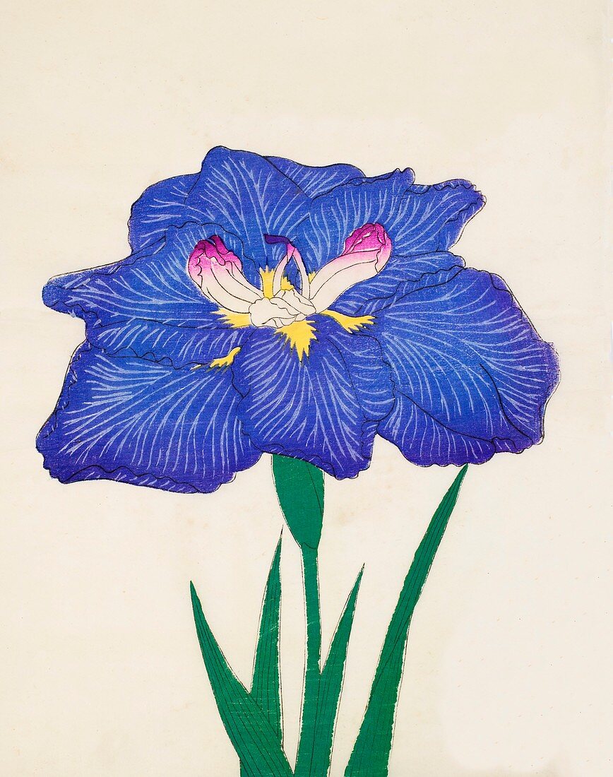 Shiga-No-Uranami, No 3, 1890, colour woodblock print