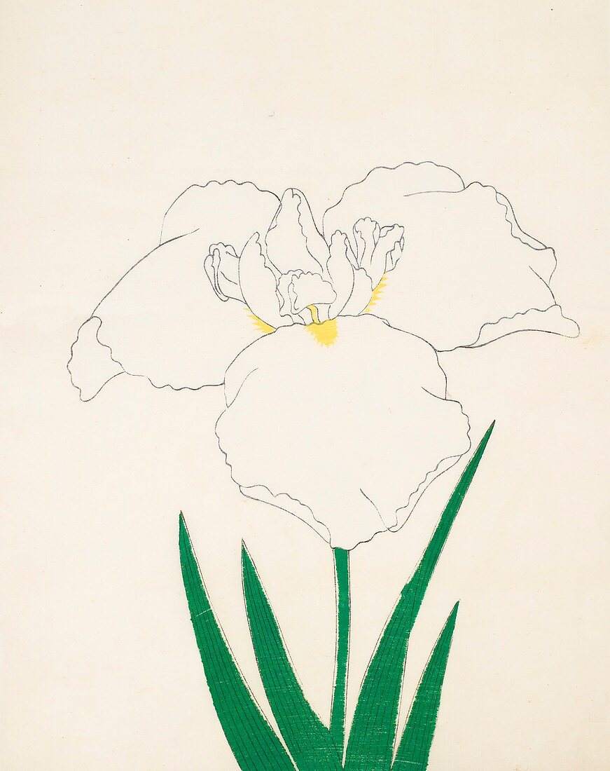 Hatsu-Shimo, No 6, 1890, colour woodblock print