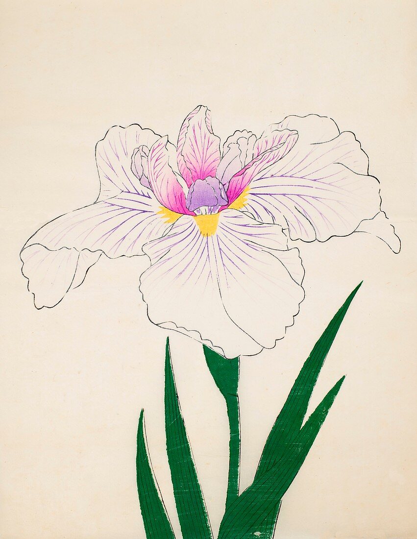 Akashi-No-Ue, No 10, 1890, colour woodblock print
